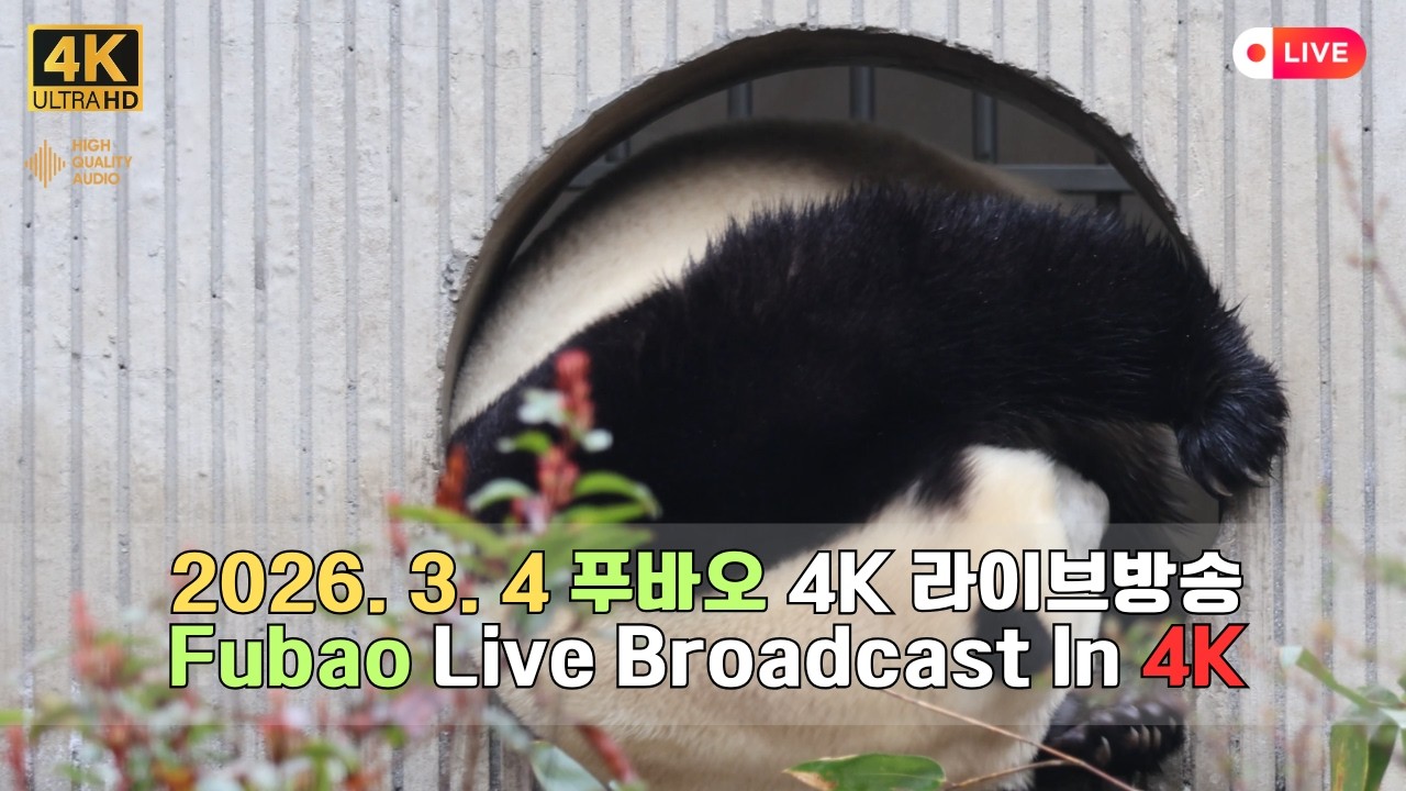 3월 4일의 푸바오의 하루를 4K 고화질 고음질 방송으로 만나보세요.(4K Fubao Live Broadcasting)