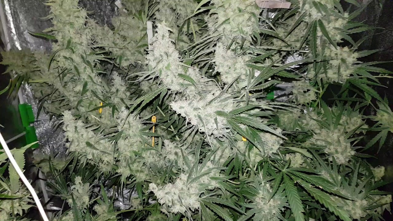 Ready to crop critical 2.0