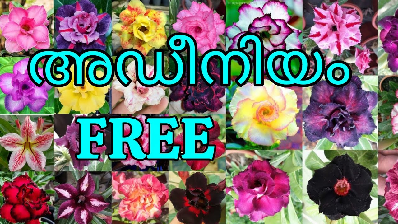 FREE..FREE.Adenium cutting #adenium #sale #gardening #plants #plantcare #flowers #pottingmix #garden
