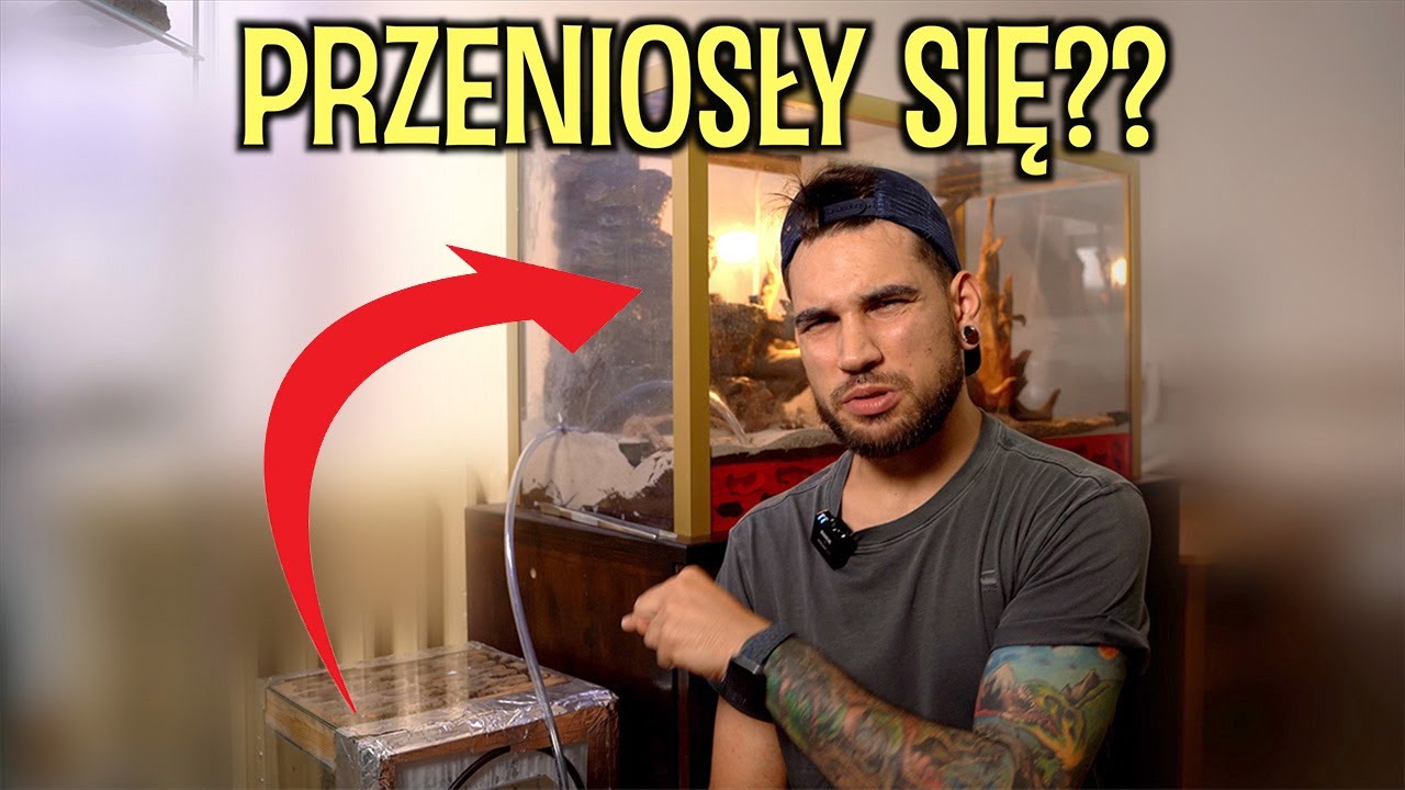 MOJA NAJWIĘKSZA KOLONIA MRÓWEK + RESZTA
