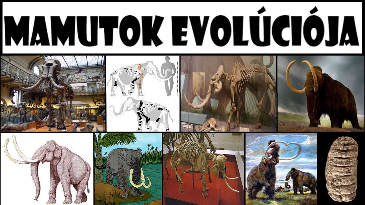 A Mamutok Evolúciója