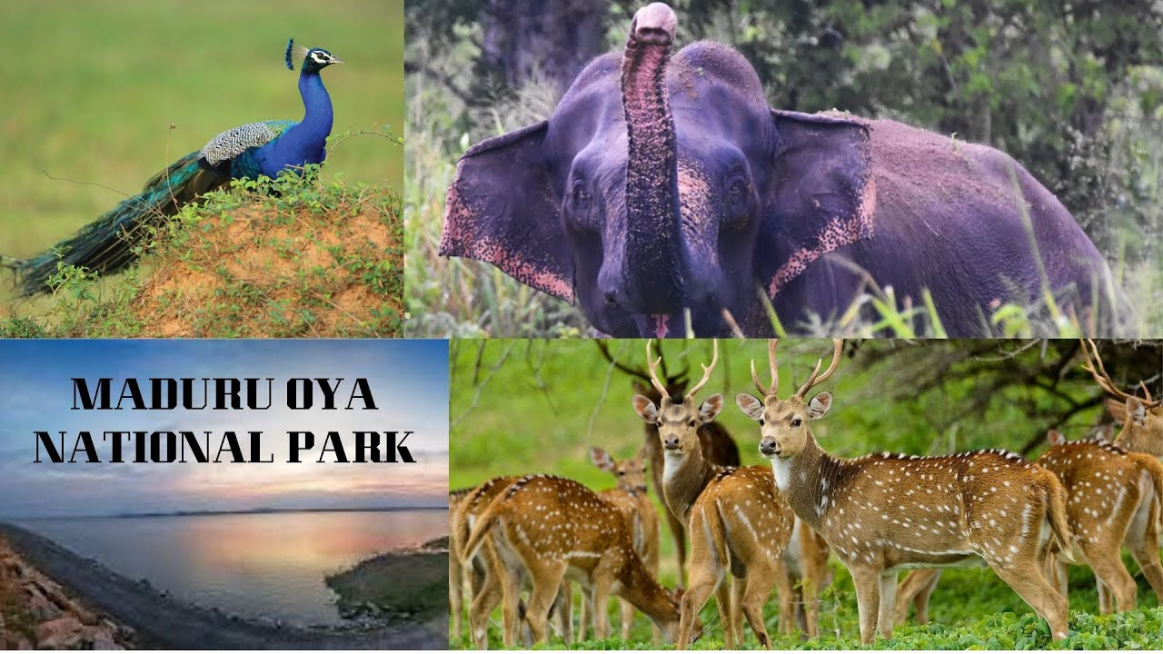 A trip to MaduruOya National Park