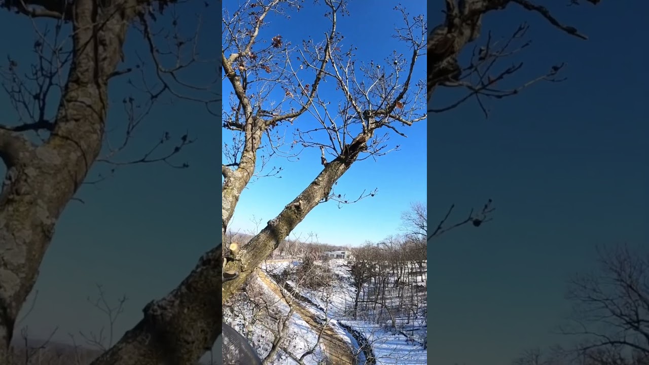 Providing for starving deer by removing a dead tree.
