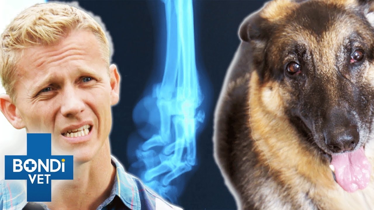 Limping German Shepherd Can’t Walk Without Pain 😢❤️ Bondi Vet