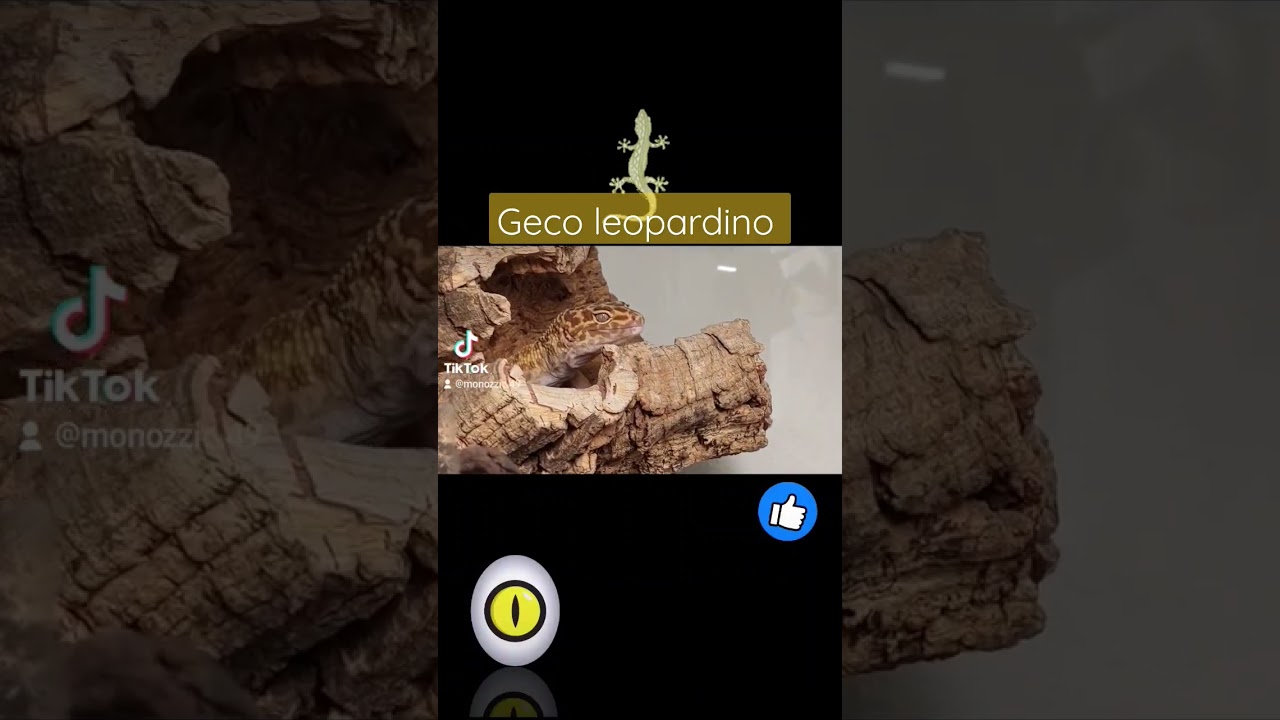 Geco leopardino albino. 