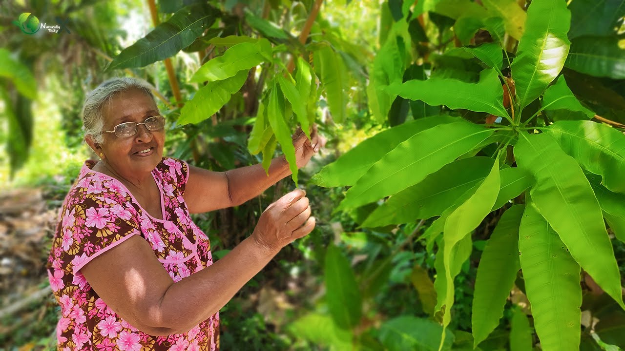 Mango leaves Curry ( Aba Dhalu Maluwa ) -  Traditional Wild Cooking .