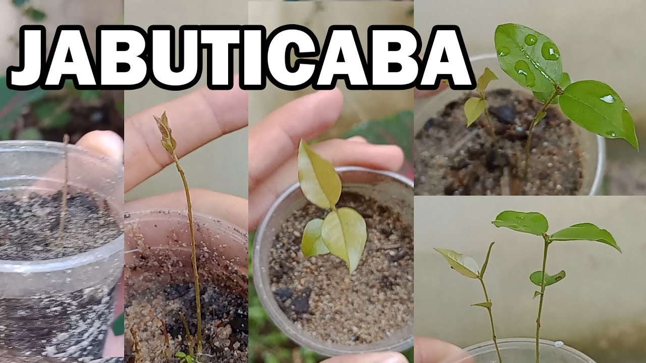 COMO PLANTAR JABUTICABA ATRAVÉS DA SEMENTE
