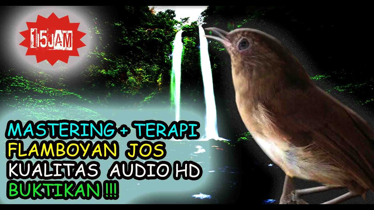 Flamboyan Gacor Audio Terbaik - Burung Flamboyan Tembakan Paling Dicari