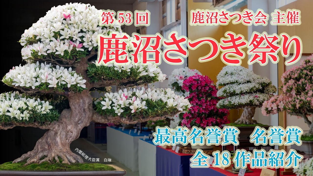 第53回鹿沼さつき祭り さつき大展示会名誉賞受賞樹