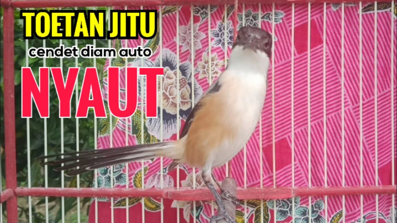 toet toet Suara cendet gacor Pagi Hari pancingan jitu BIKIN cendet diam langsung nyaut ikutan bunyi