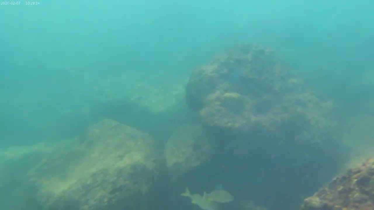 On the reef Barbados