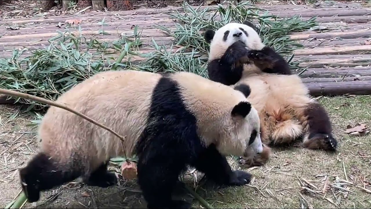 11.13和叶被慢吞吞的姐姐饿的刨土，还扯掉了谭爷爷的钓猫竹签😂HeYe was starved by his slow sister, tore off Grandpa's bamboo stick