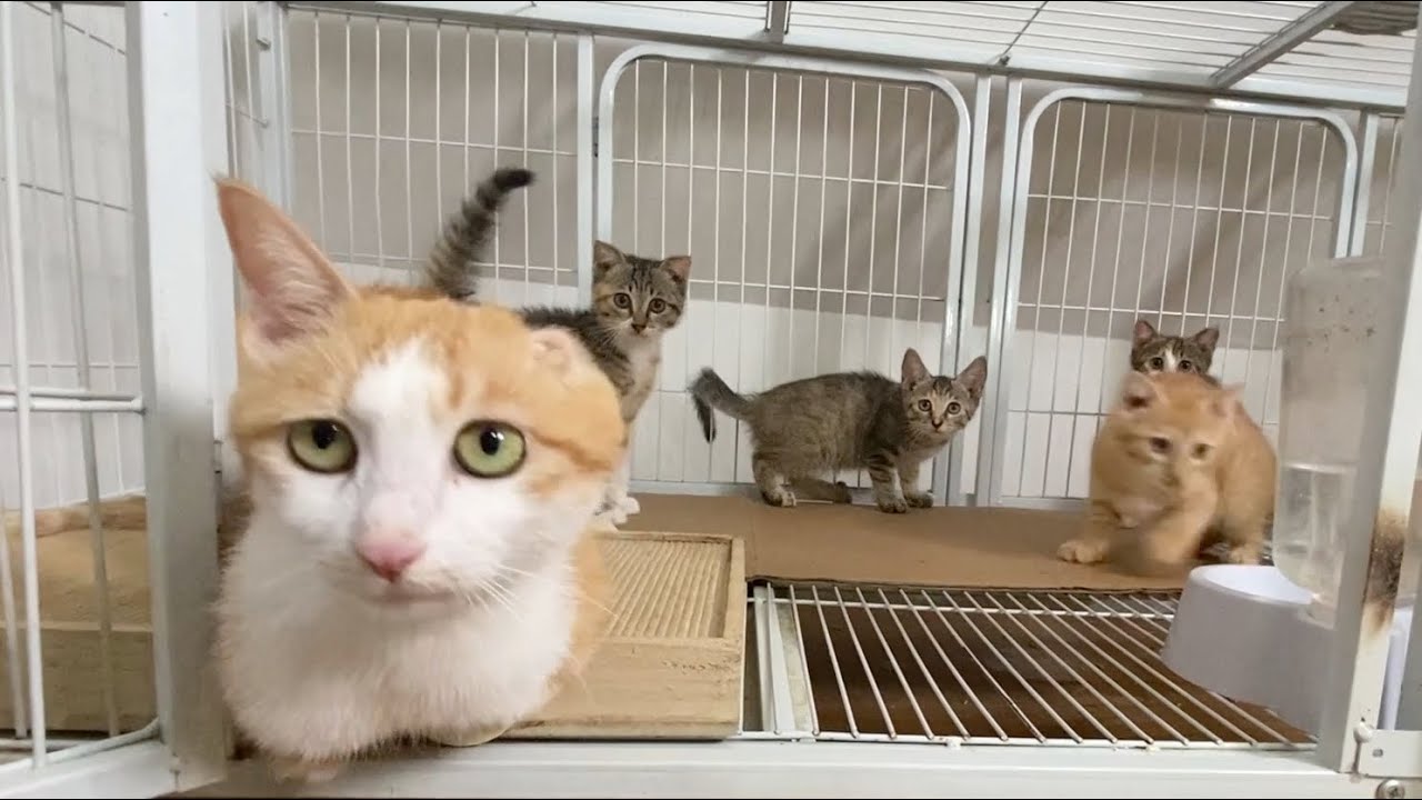 【和猫住】猫妈：我没有耳朵和手，但我的孩子是健全的，带它们走吧！