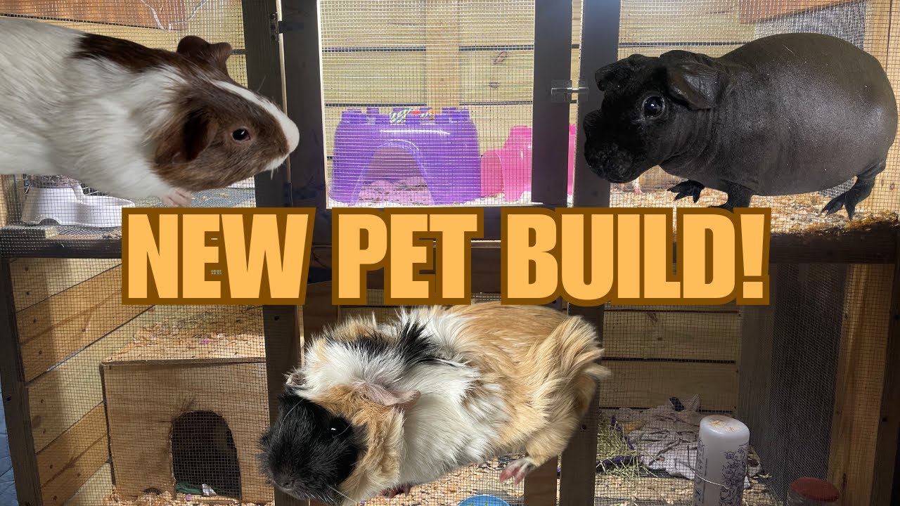 BUILDING my PETS a NEW ENCLOSURE!