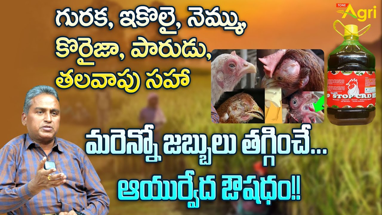 Stop CRD | గురక, ఇకొలై, కొరైజా, పారుడు, తలవాపు.. Veterinary Dr. Anil Kumar Interview | Tone Agri