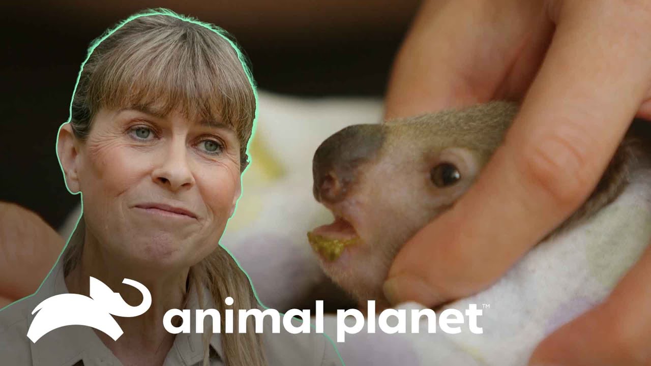 Salvan a bebé koala que habían dado por muerto  | Los Irwin | Animal Planet