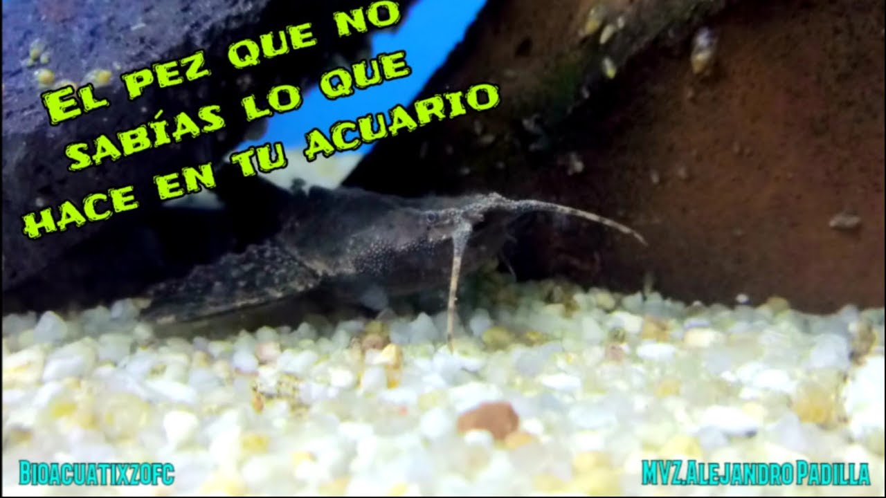 Pez banjo catalina | Cuidados básicos