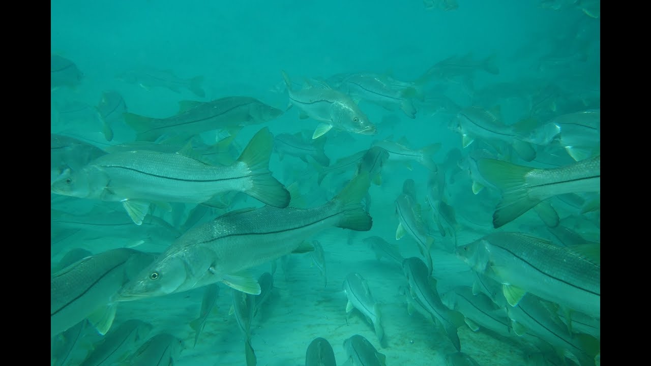 Jupiter Inlet Snook Aggregation 2017 HD