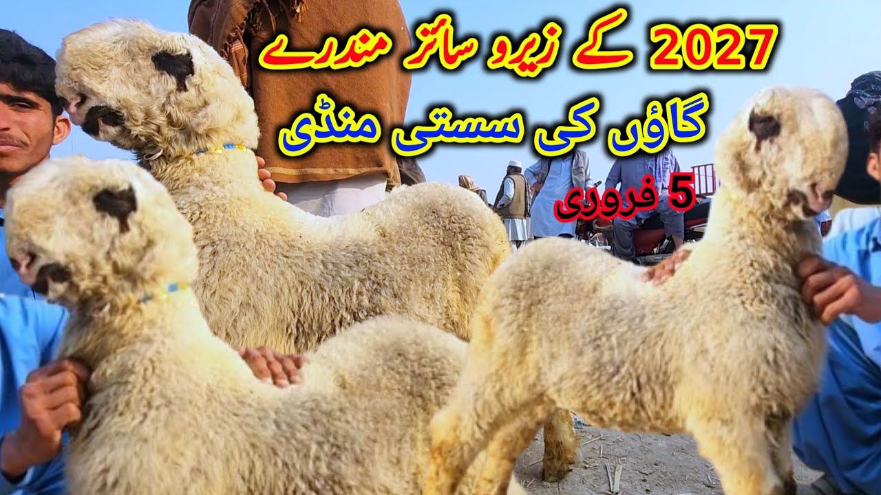 گاؤں کی سستی منڈی 2027 کے زیرو سائز مندرے جمعرات مارکیٹ Malik imran goat farm 5 February 2026