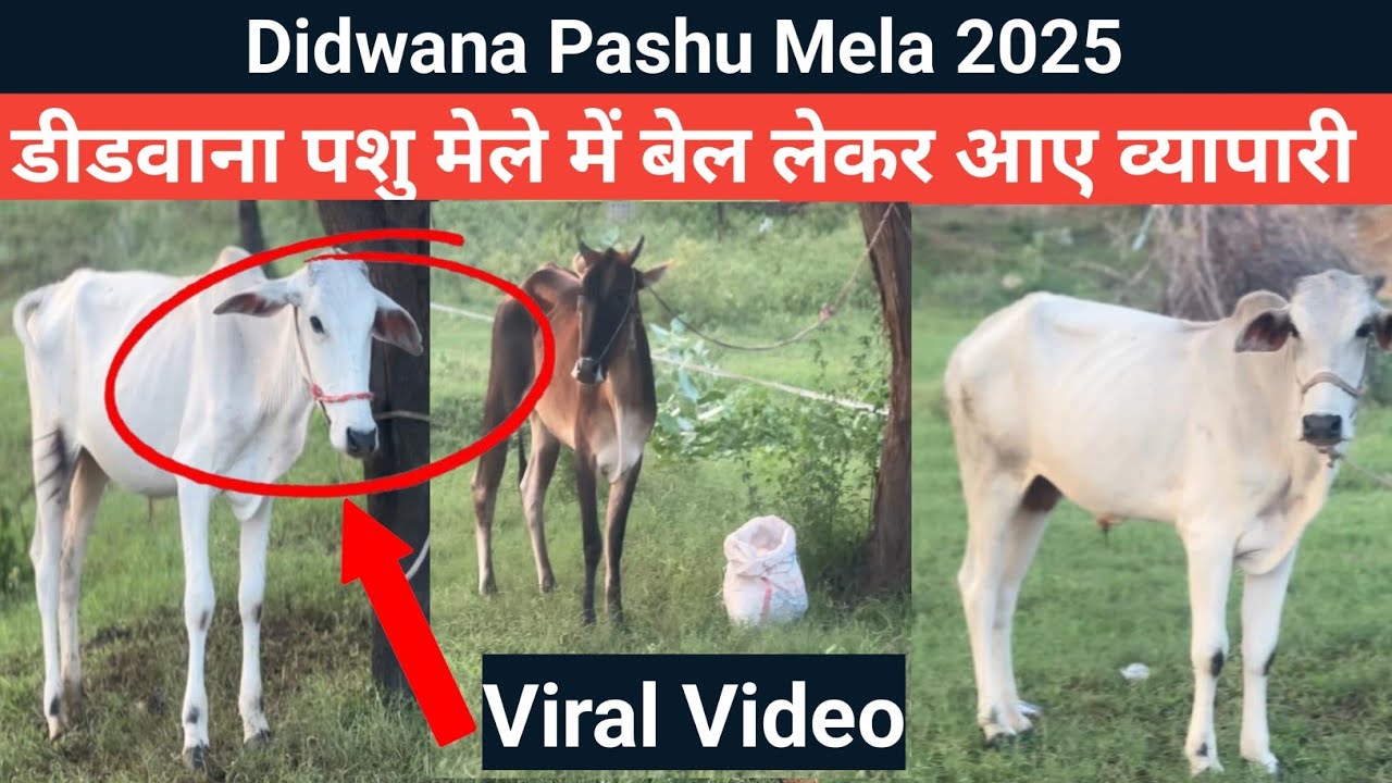डीडवाना पशु मेले मे बेल आने शुरू Didwana Pashu Mela 2025 || Noor Express 