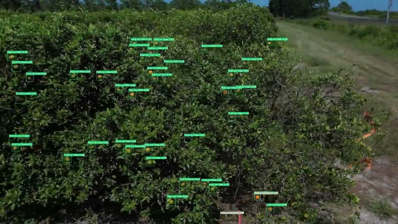 Infield Citrus Fruit Detection and Classification