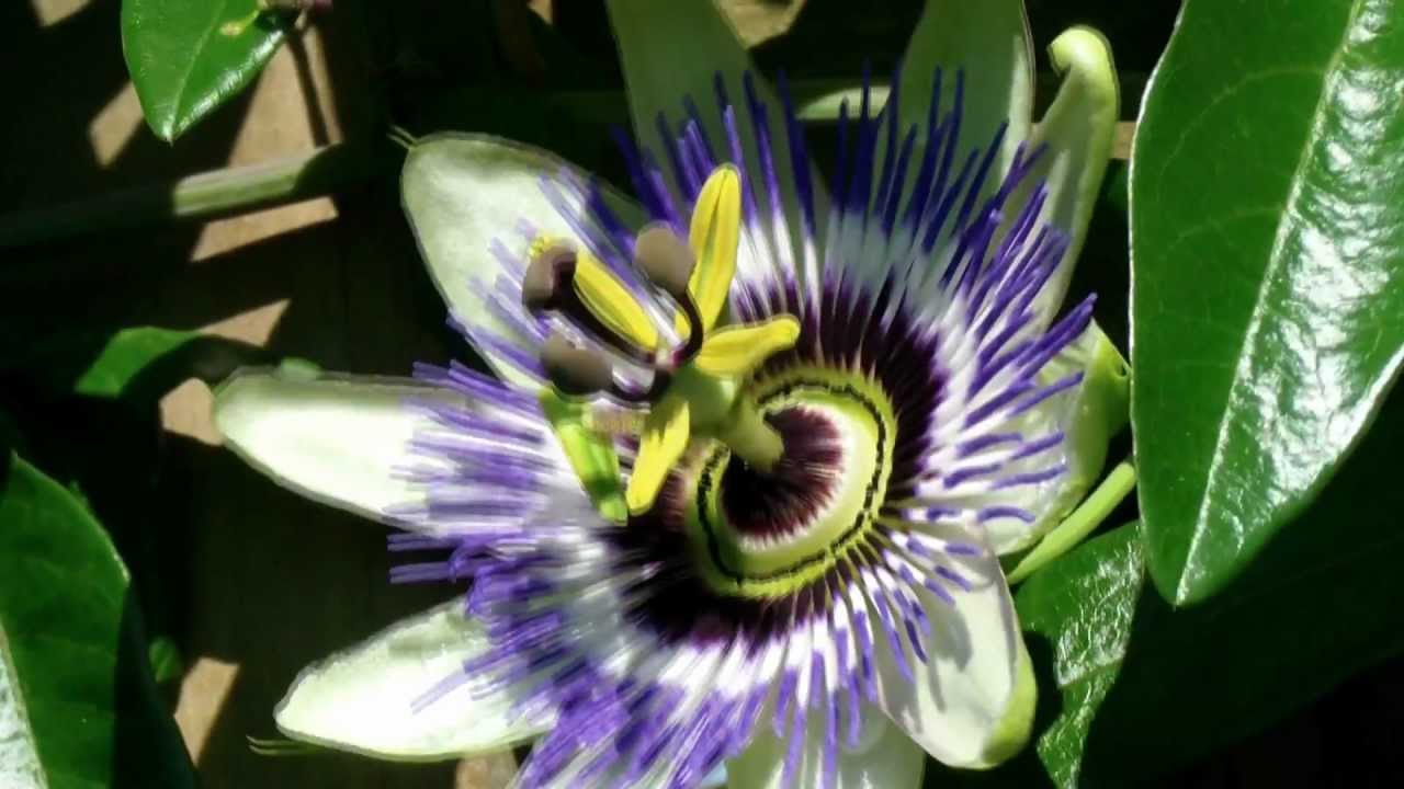 Blumen-Meditation: Passiflora caerula  Blaue Passionsblume  Flower Maditation HD