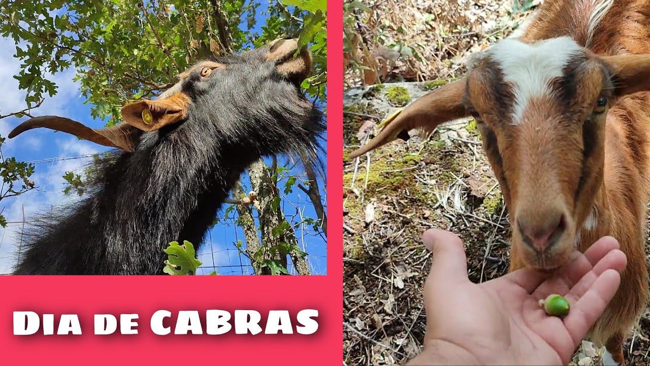 qué comen las CABRAS ?