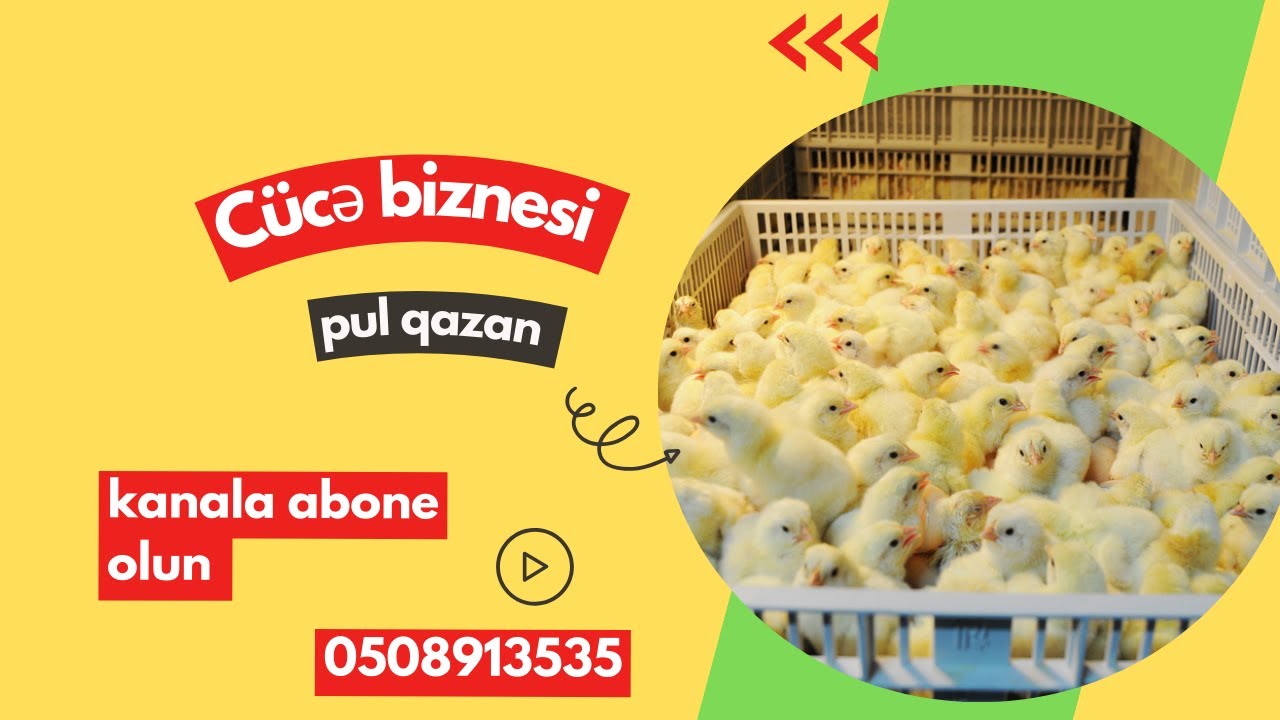 Cücə biznesi ( CÜCƏLƏRDƏN PUL QAZAN )