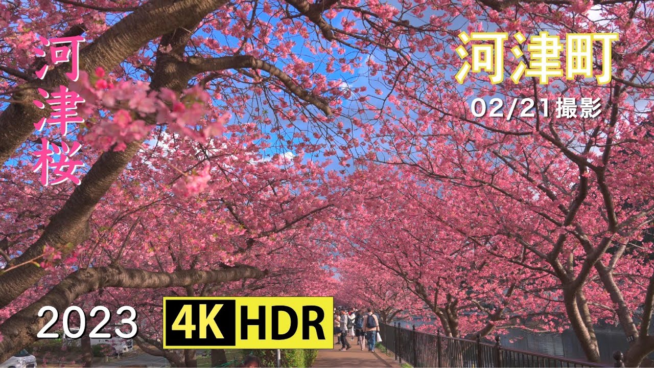 2023 河津桜まつり(4K-HDR) Kawazu Cherry Blossoms Festival(UHD-HDR)