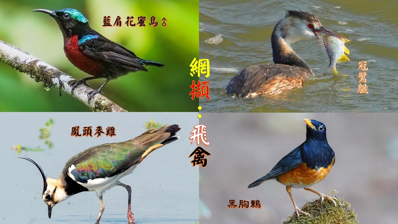 2026.03.05網擷：飛禽