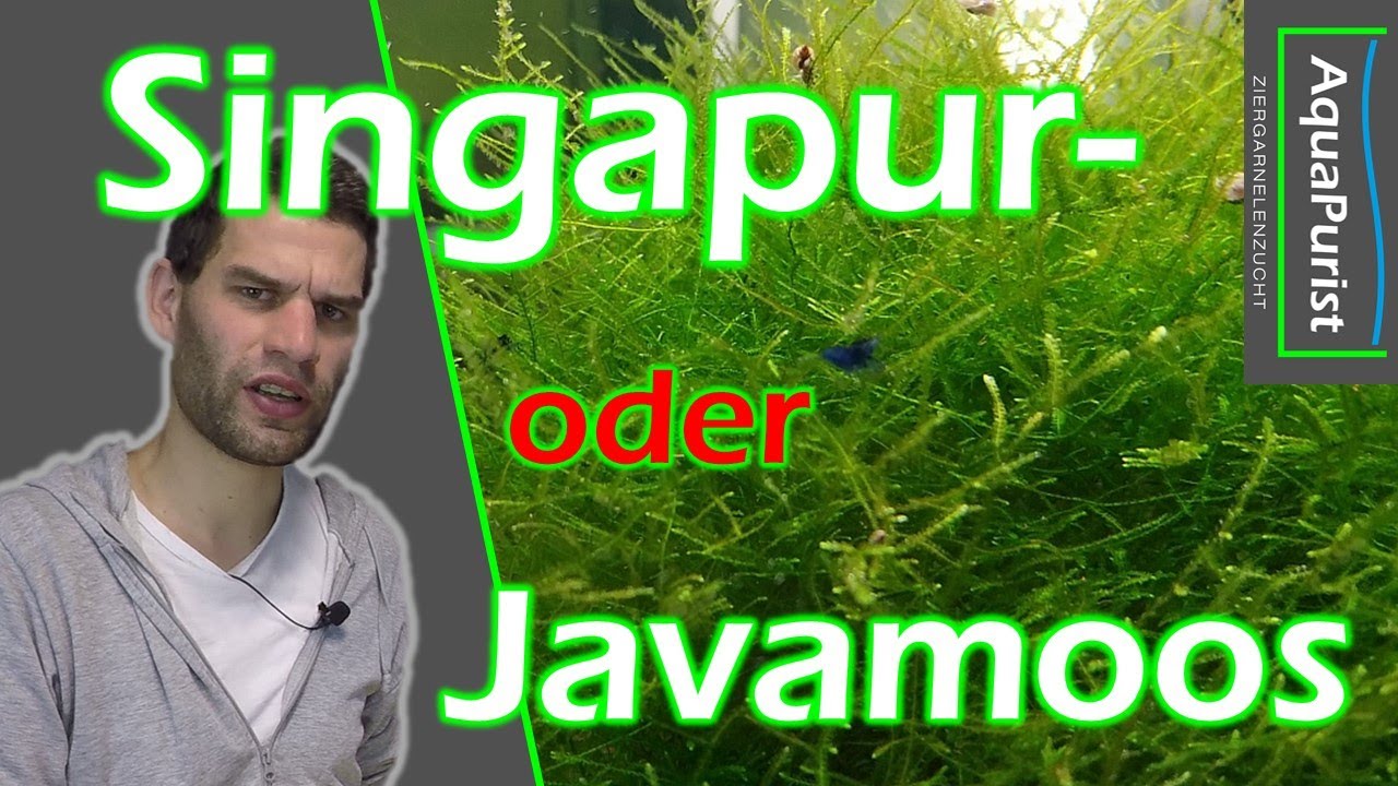 Singapur- und Javamoos: Wo ist der Unterschied und welches m&ouml;chte ich?