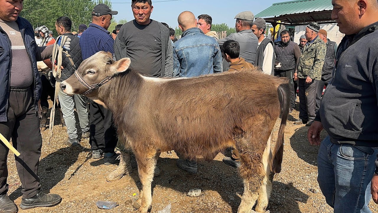 14 апреля 2026 г АНДИЖОН ШАХРИХОН ЧУЖА МОЛ БОЗОРИ ЁШ НОВВОСЛАР НАРХЛАРИ ANDIJON SHAXRIHON CHOʻJA MOP