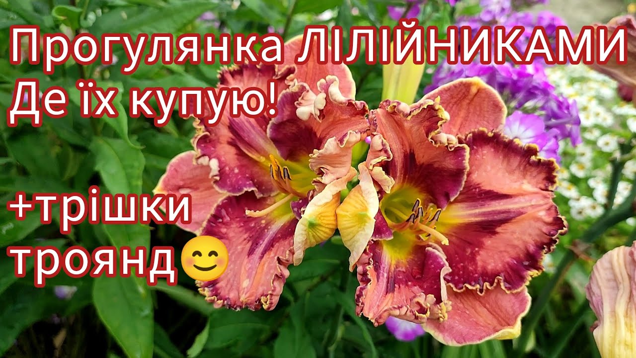 Де купую ЛІЛІЙНИКИ