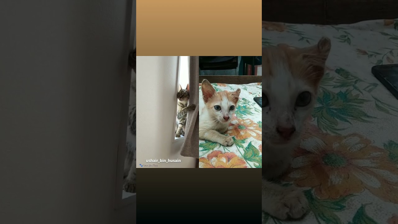 kuttapi❤ #catlover #pet #love