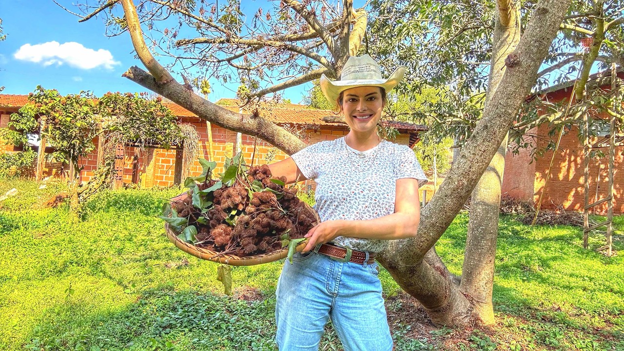 Colhendo urucum e produzindo colorau puro