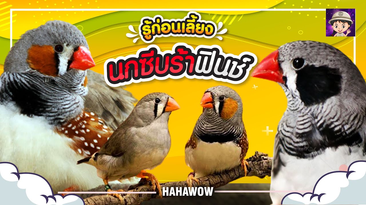 นกซีบร้าฟินซ์ Zebra Finch รู้ก่อนเลี้ยง