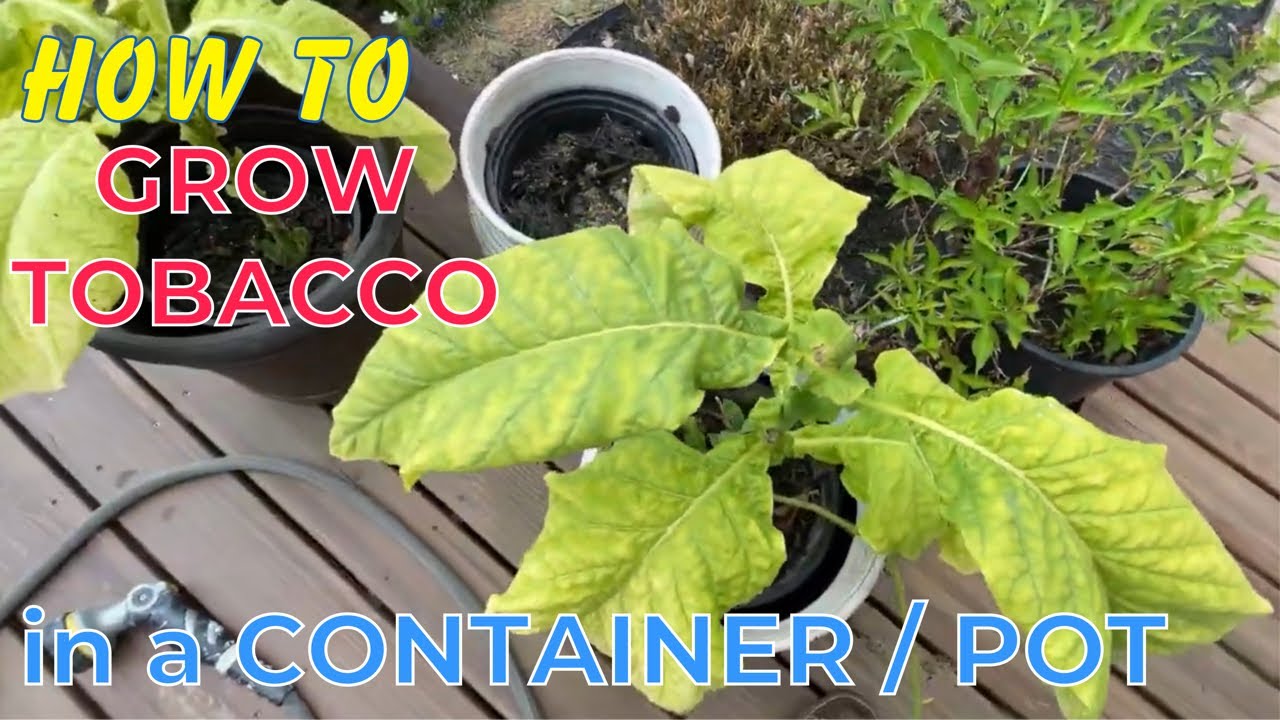 HOW TO GROW TOBACCO In A Container Or Pot (Easy!)