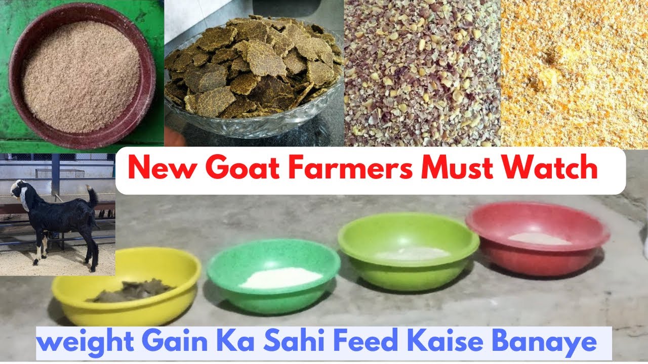 Scientific Preparation Of Healthy Goat Feed | Weight Gaining Feed Formula | Bismillah Goat Farm