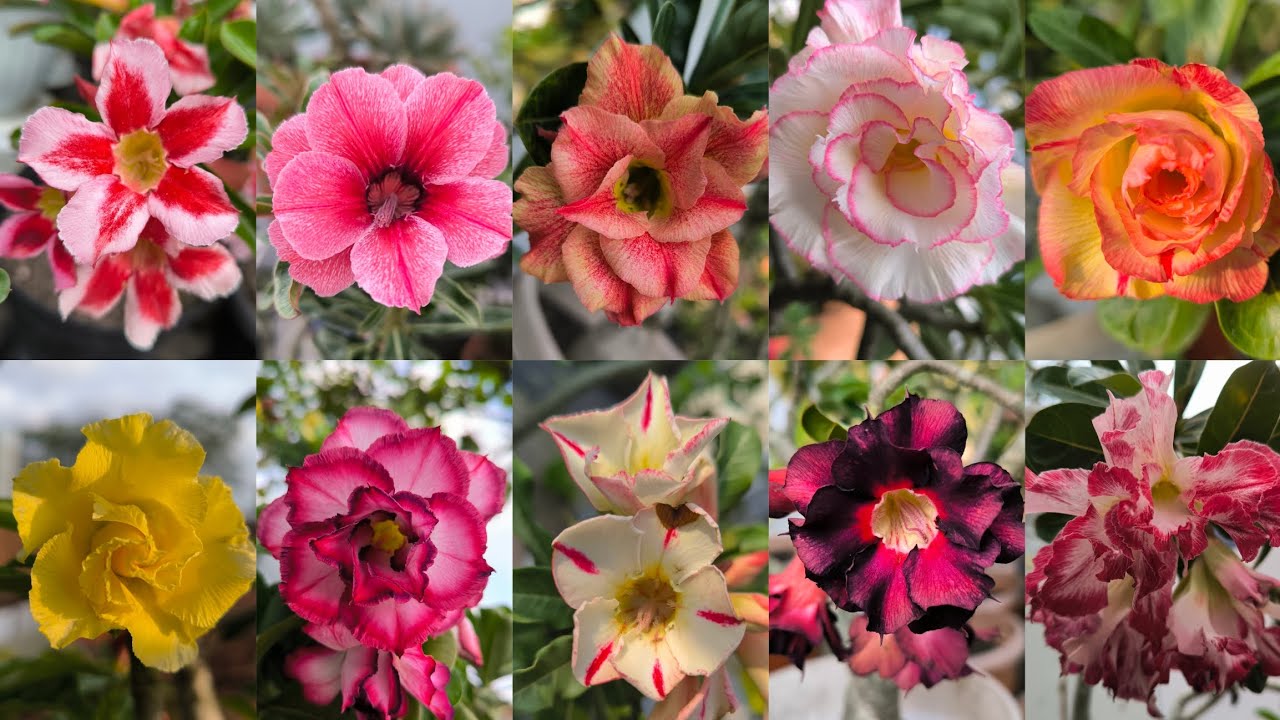 Hobi Berkebun Bunga Adenium🏵️