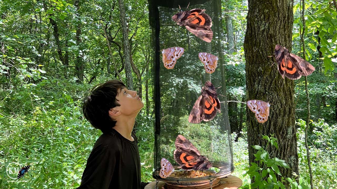 BAIT TRAPPING FOR BUTTERFLIES AND MOTHS IN NORTH CAROLINA   SEE WHAT CAME TO THE TRAPS