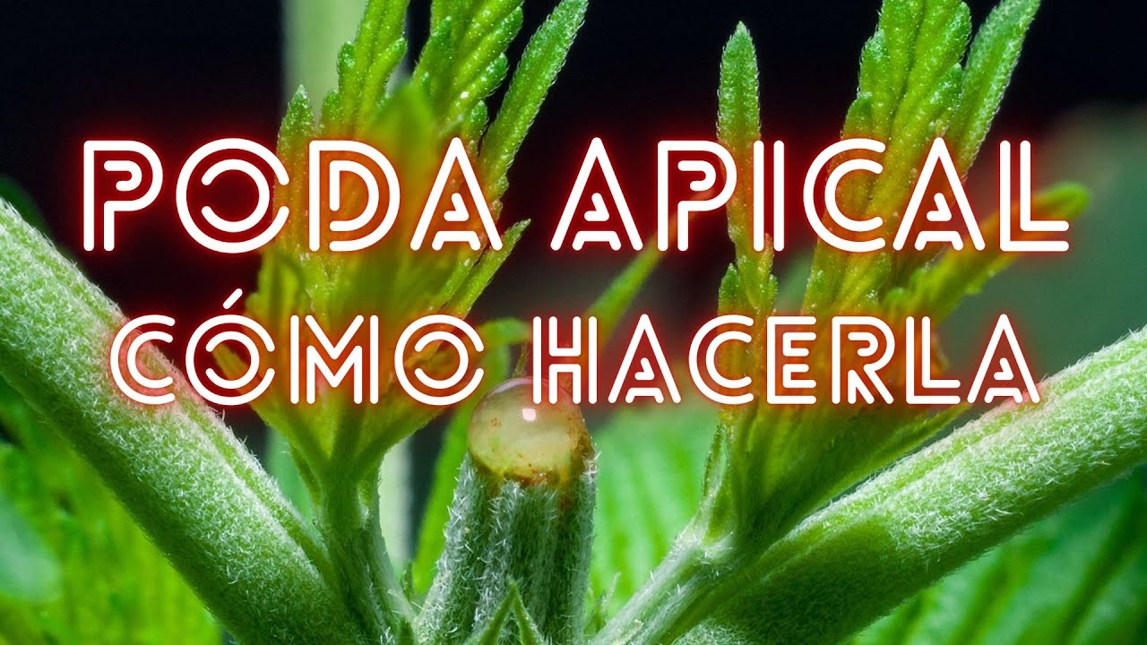 🌱 CAP&Iacute;TULO 5 | C&Oacute;MO HACER LA PODA APICAL | SE ACERCA LA FLORACI&Oacute;N | NUEVO MARS HYDRO FC-E6500🌱