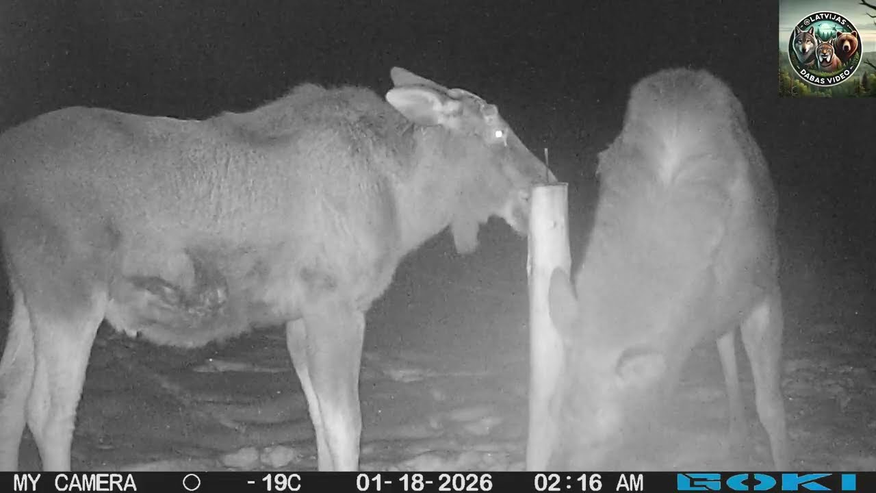 Sāls laizītavas. Meža kameras (trail camera)