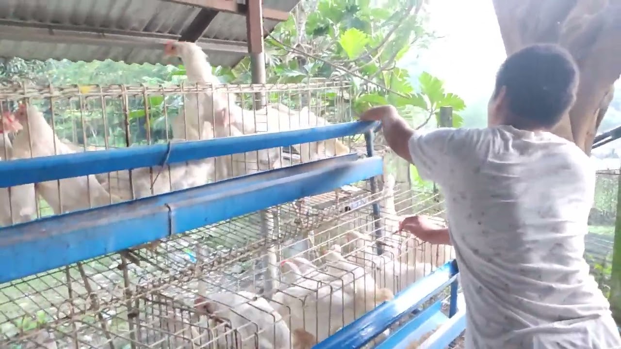 Tamang paglinis sa painuman ng manok
