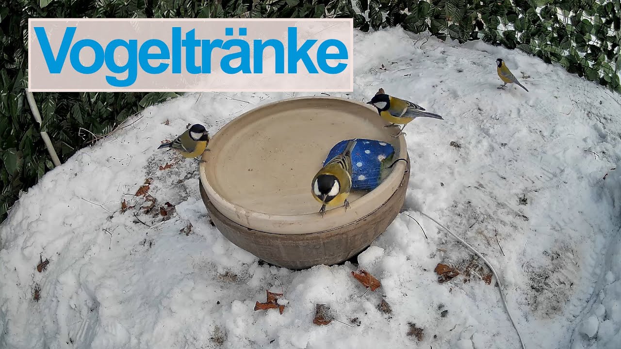 [🔴Live] Vogeltränke - Vögel beim Eisbaden ❄️