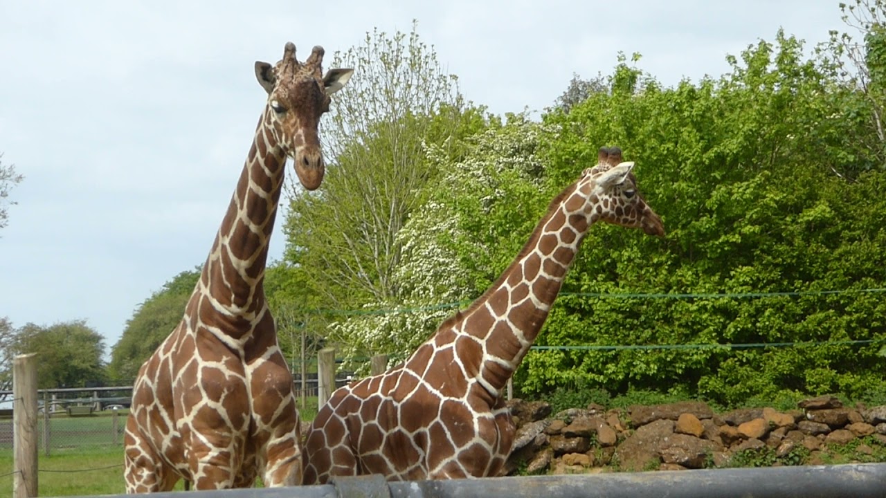 Giraffe social hierarchy