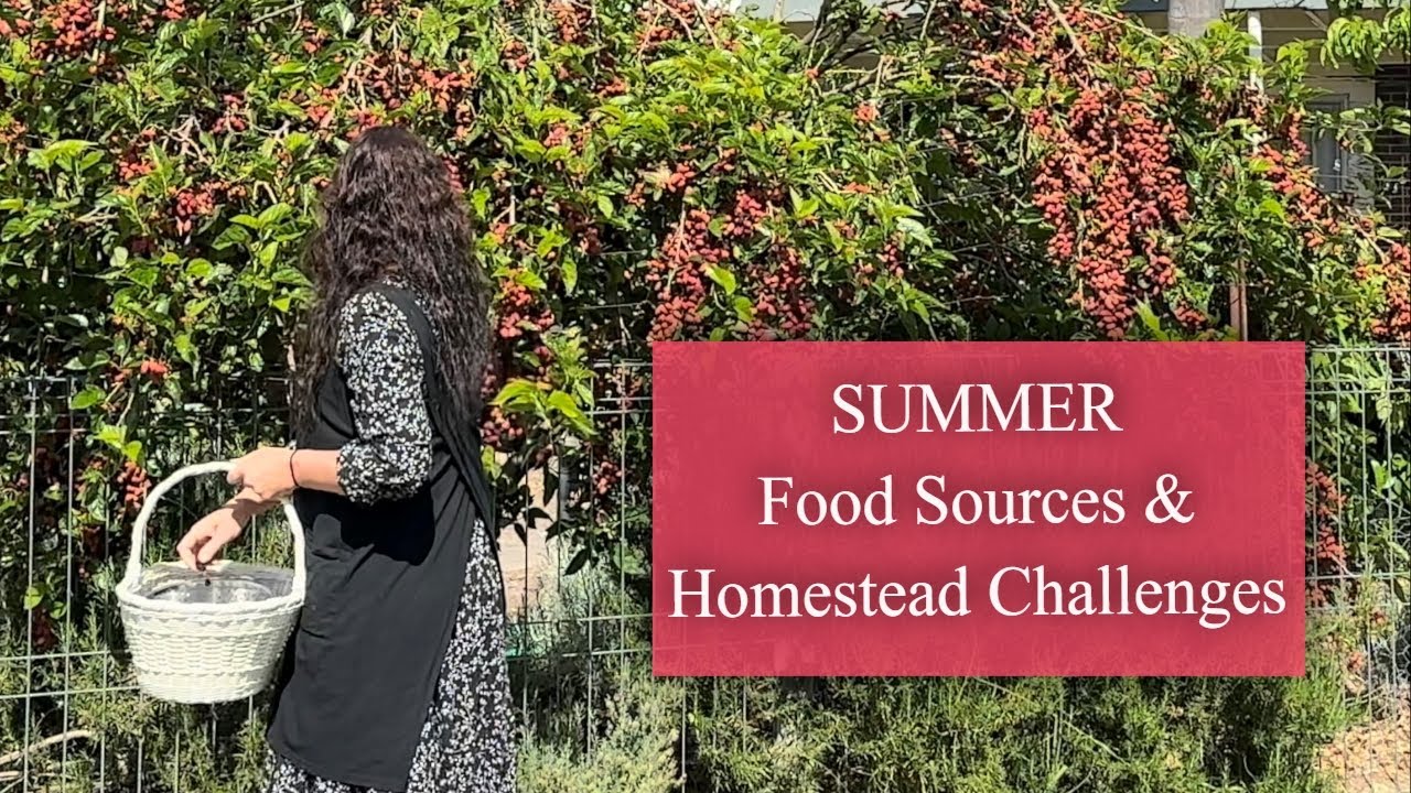 Homesteading Where You Are Pays Off  / Summer Food Sources & Challenges /  Seasonal Living Vlog