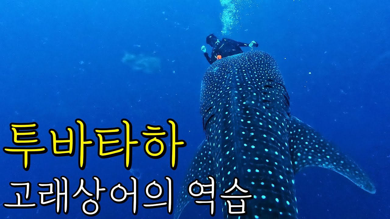투바타하 1편. 사람을 삼키는 고래상어