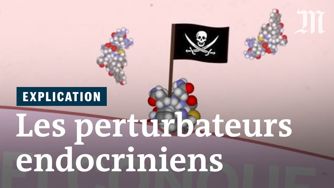Comment fonctionnent les perturbateurs endocriniens ?