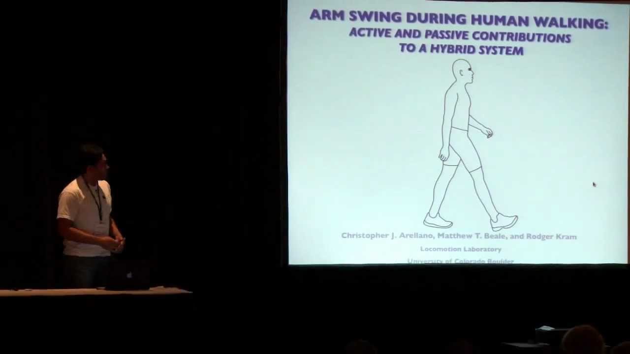 Arm Swing During Human Walking: Active and Passive Contributions to a Hybrid System