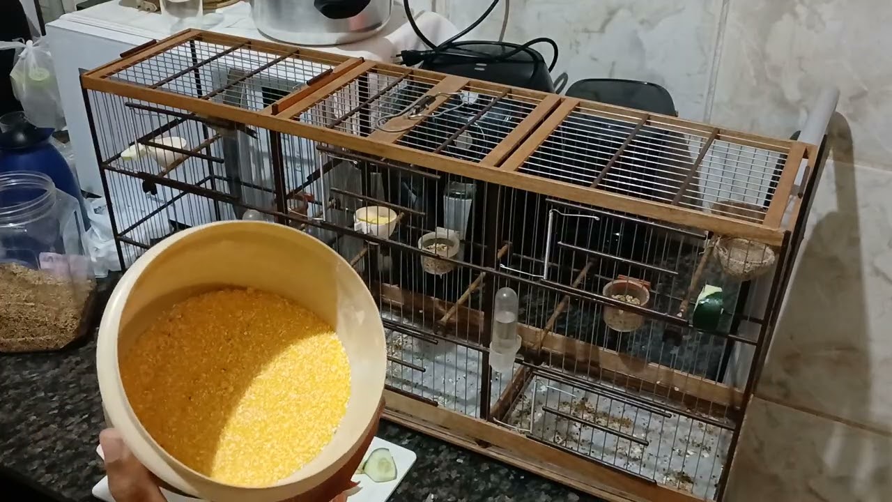 Melhor alimentação para coleiro ou papacapim cortei o pepino assim 